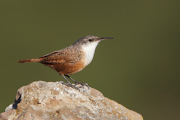 Canyon Wren