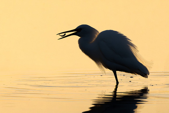 Snowy Egret