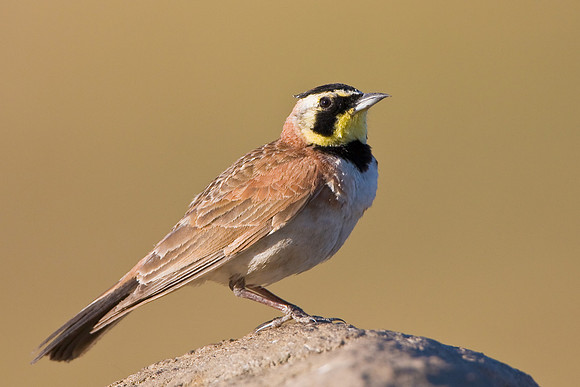Horned Lark