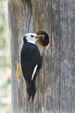 White-headed Woodpecker