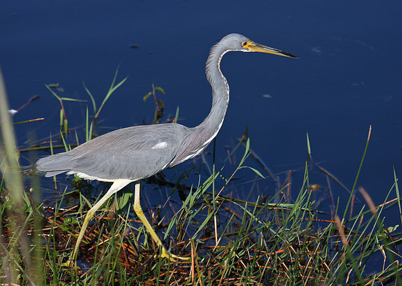 Tricolored Heron