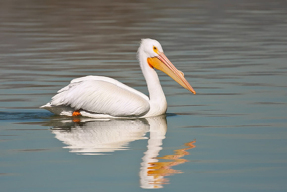 American White Pelican