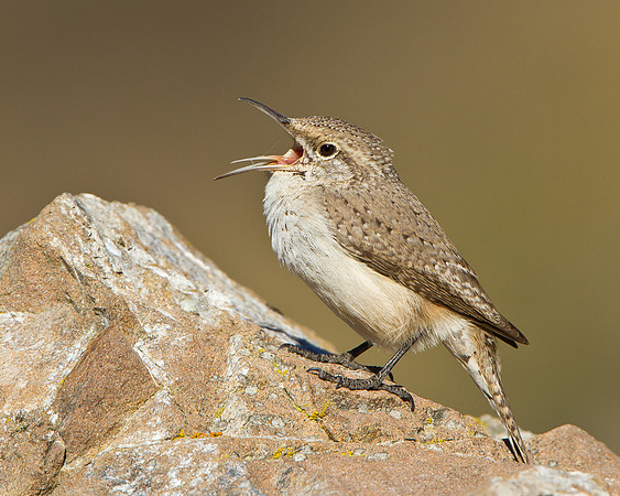 Rock Wren