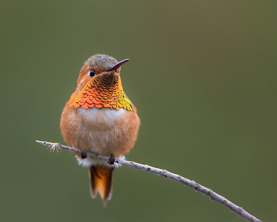 Allen's Hummingbird