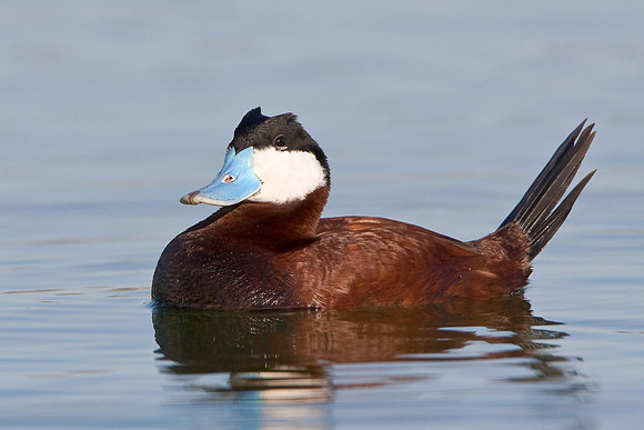 Ruddy Duck, male in breeding plumage