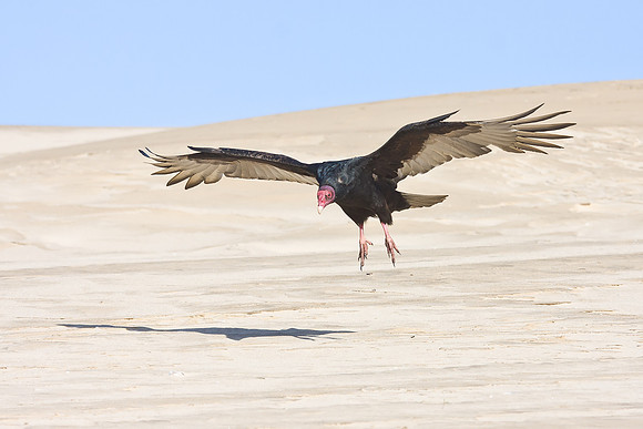 One by one, the vultures comes in to investigate