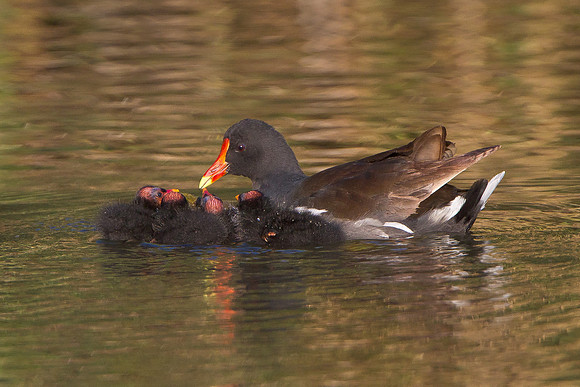 Common Gallinule, adult with chicks