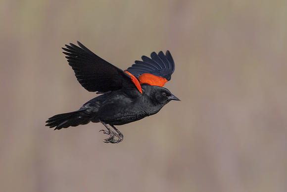 Red-winged Blackbird