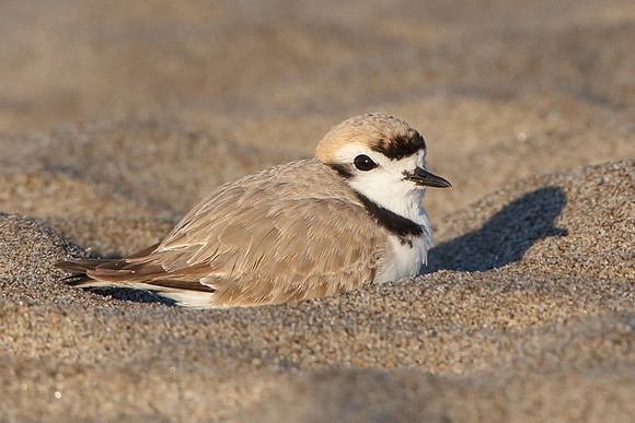 Snowy Plover, breeding plumage