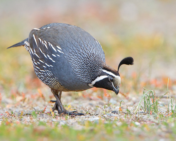 California Quail, male