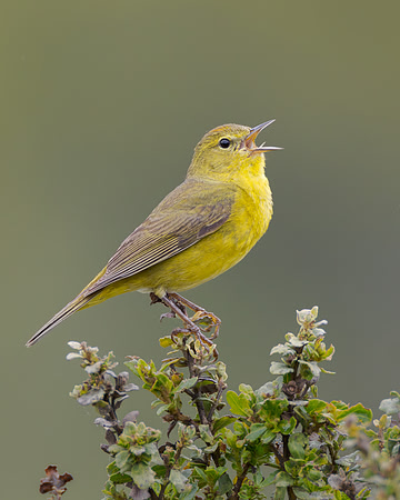 Orange-crowned Warbler