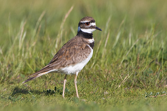 Killdeer