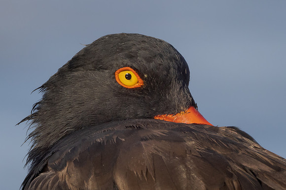 Black Oystercatcher