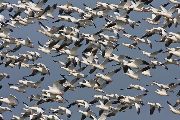 Snow Geese