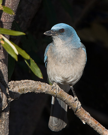 Mexican Jay