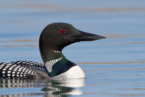Common Loon, breeding plumage