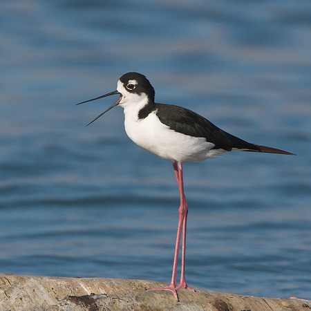 Black-necked Stilt