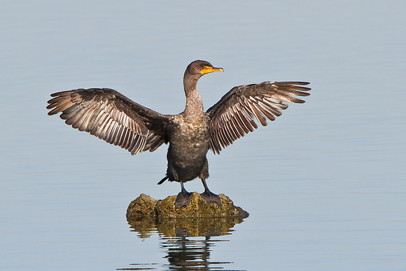 Double-crested Cormorant drying outspread wings