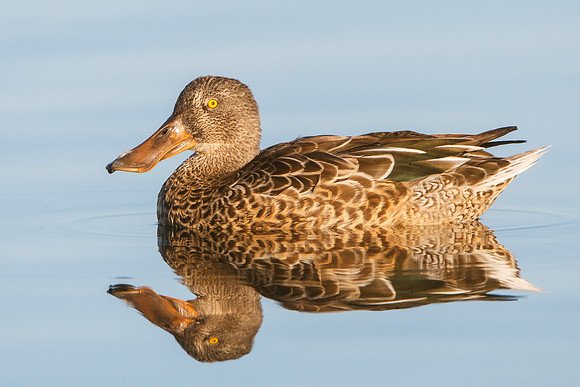 Northern Shoveler, female