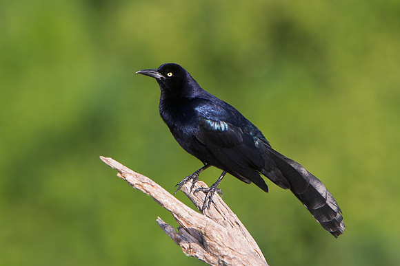 Great-tailed Grackle