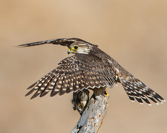 Merlin, landing with prey (Song Sparrow)