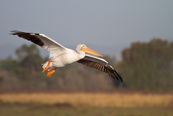 American White Pelican