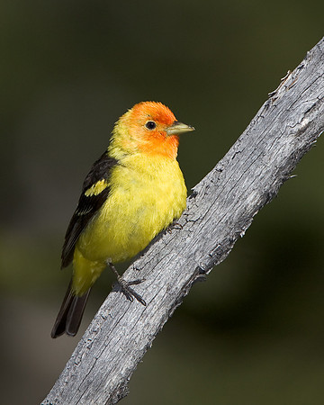 Western Tanager