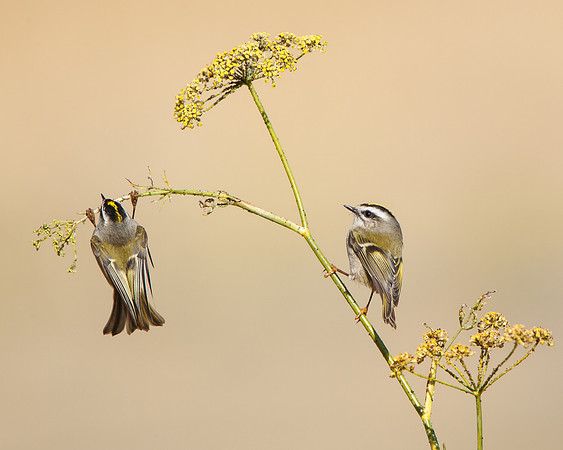 Golden-crowned Kinglets