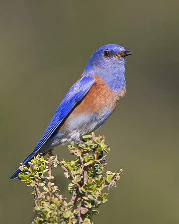 Western Bluebird