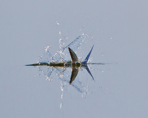 Forster's Tern, diving for fish