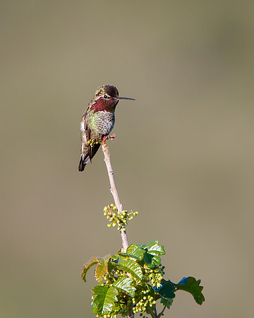 Anna's Hummingbird perched atop poison oak