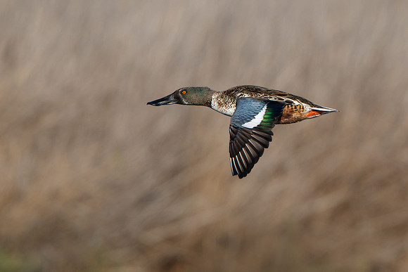 Northern Shoveler