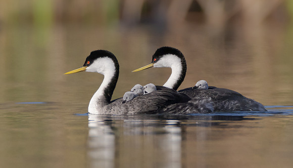 Western Grebes