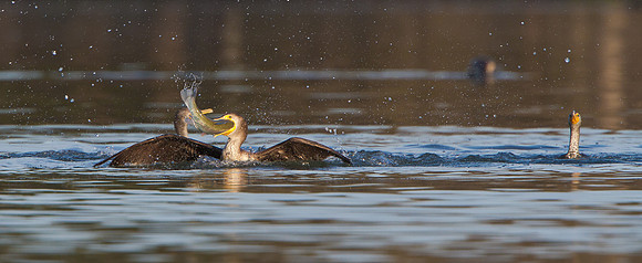 Double-crested Cormorant, with fish
