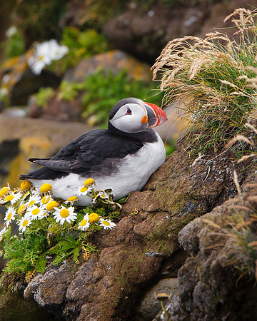 Atlantic Puffin