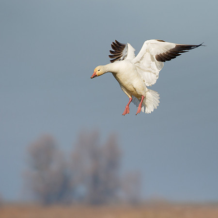 Snow Goose