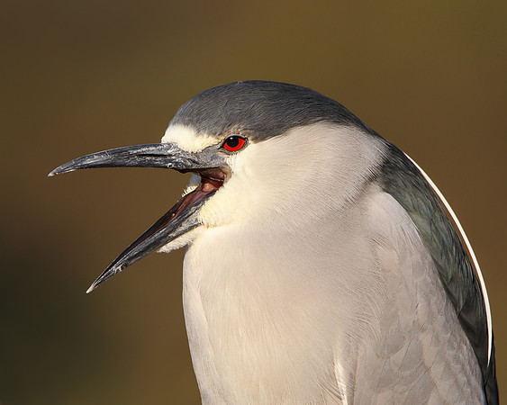 Black-crowned Night Heron