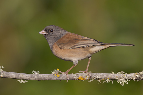 Dark-eyed Junco
