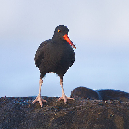 Black Oystercatcher