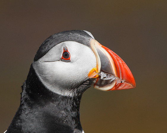Atlantic Puffin, with seafood