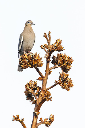 White-winged Dove