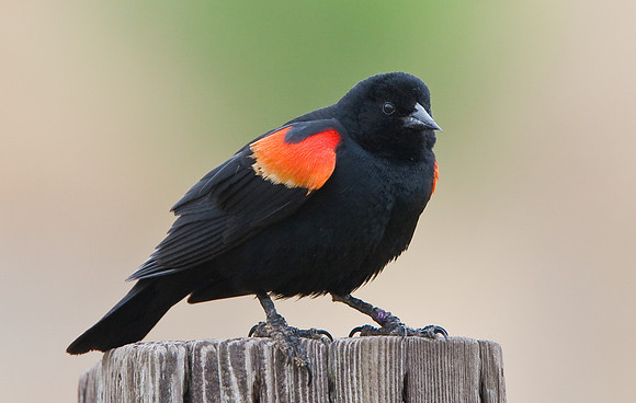 Red-winged Blackbird
