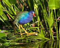 Purple Gallinule