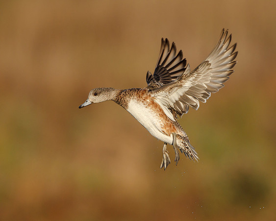 American Wigeon
