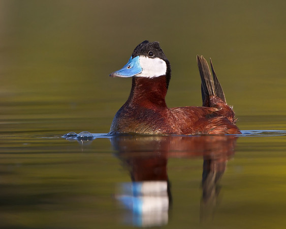 Ruddy Duck, male, courship posture