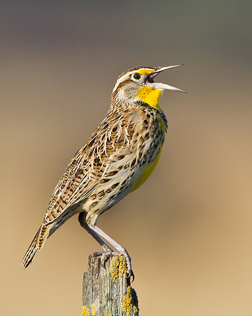 Western Meadowlark