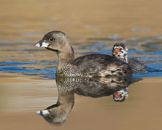 Pied-billed Grebe, adult & juvenile