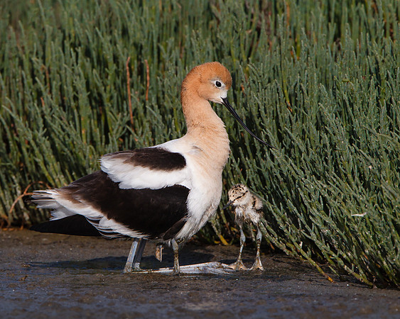 American Avocet, one-day-old chick with mother