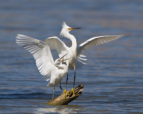 Snowy Egrets