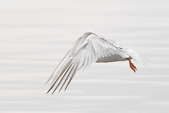 Forster's Tern, with fish